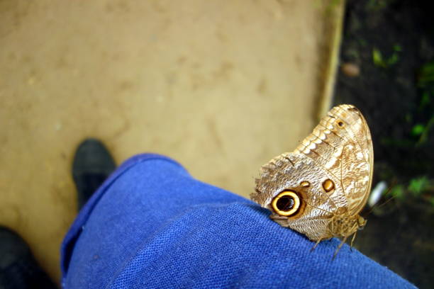 Tropical caligo memnon butterfly sitting and resting on human leg