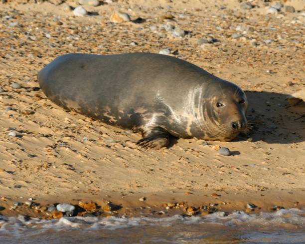 istock Eyed by a seal at Blakeney Point, Norfolk 1285687762