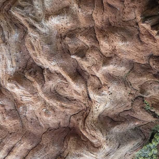 knobbly log close-up - knobbly stock-fotos und bilder