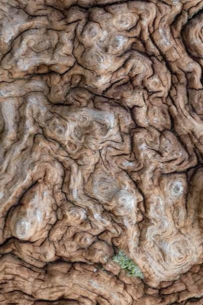 rough und knobbly log abschnitt close-up - knobbly stock-fotos und bilder