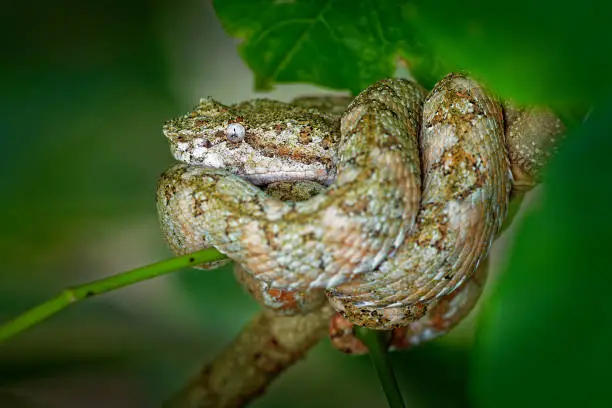 Photo of Eyelash Viper - Bothriechis schlegeli  venomous pit viper species found in Central and South America. Small and arboreal, this species is characterized by a wide array of color variations.