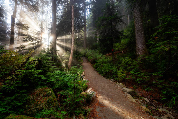 istock Dreamy View of the Sunrays in a Rainforest 1285691208