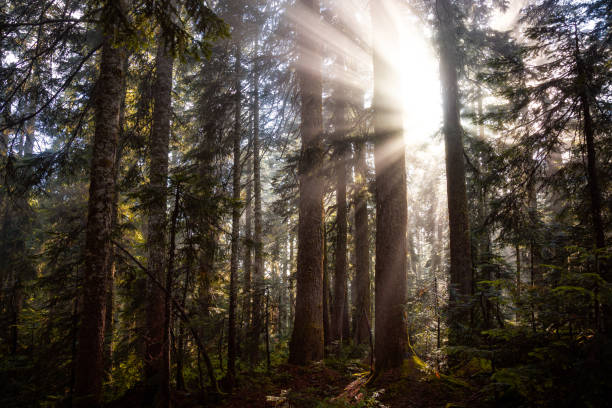 istock Dreamy View of the Sunrays in a Rainforest 1285691968