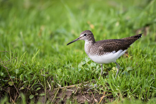 Green sandpiper (Tringa ochropus) A green sandpiper (Tringa ochropus) in a field in a rural area of Covilhã (Portugal) green sandpiper tringa ochropus stock pictures, royalty-free photos & images