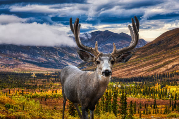 ein männliches reh in der kanadischen natur - forest deer stag male animal stock-fotos und bilder