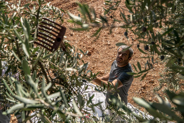 istock male worker working in olive harvest. 1285694199