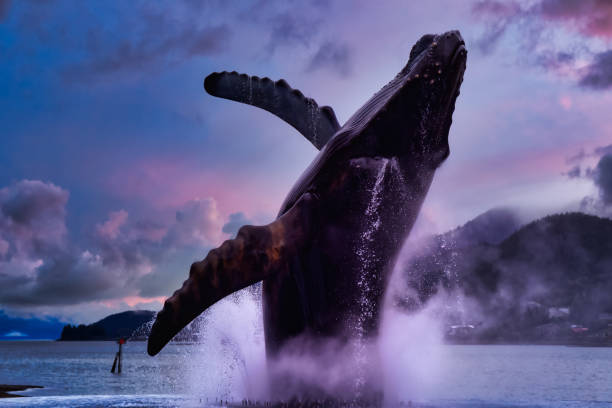 Juneau, Alaska, United States of America Juneau, Alaska, United States of America. Statue of a Big Wale jumping out from water in a small touristic town. Dramatic Sunset Sky juneau stock pictures, royalty-free photos & images