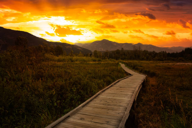 Canadian Landscape Wooden walking path on One Mile Lake with flowers. Picture taken in Pemberton, British Columbia (BC), Canada. Dramatic Sunrise Sky Art Render. pemberton bc stock pictures, royalty-free photos & images