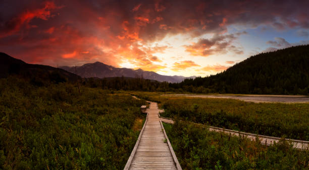 Canadian Landscape Wooden walking path on One Mile Lake with flowers. Picture taken in Pemberton, British Columbia (BC), Canada. Dramatic Sunrise Sky Art Render. pemberton bc stock pictures, royalty-free photos & images