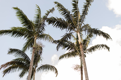 Tall Palm Trees and elegant scenes of Palm Beach, Florida.