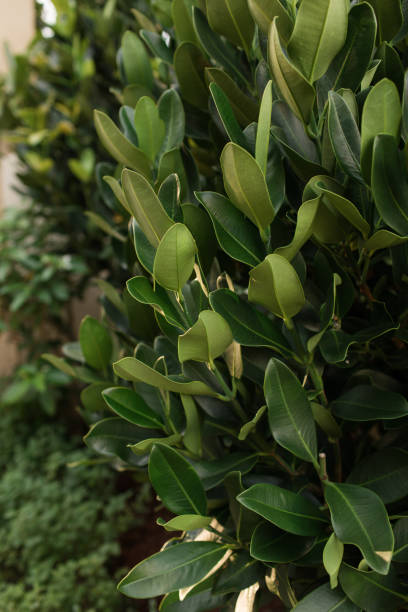 istock Lush Green Tropical Plant 1285699155