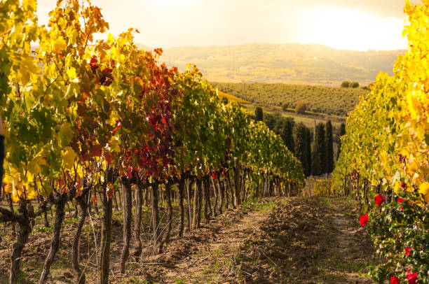 vineyards in montalcino at sunset - val d'orcia, tuscany, italy - val dorcia photos et images de collection