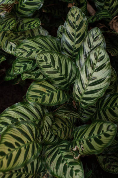 istock Green Calathea Plant Leaves 1285700374