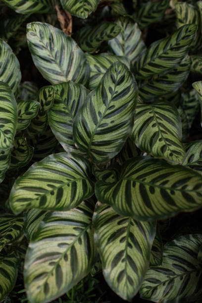 Green Calathea Plant Leaves Calathea in bright white natural light. vibrant color lifestyles vertical close up stock pictures, royalty-free photos & images