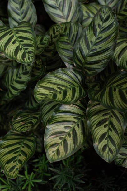 istock Green Calathea Plant Leaves 1285700942