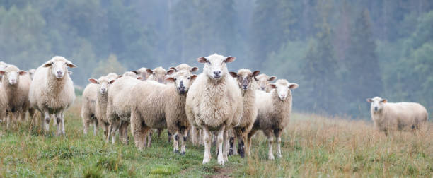 ovejas - flock of sheep fotografías e imágenes de stock