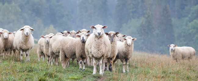 Closeup of a sheep's face surrounded by other sheep