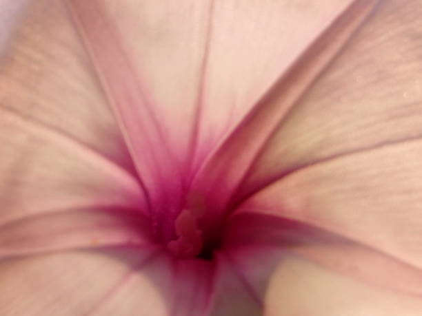 istock Closeup pink color flower texture background 1285708213