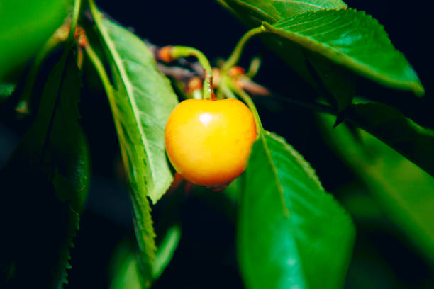 istock Yellow cherry and green leaves 1285708338