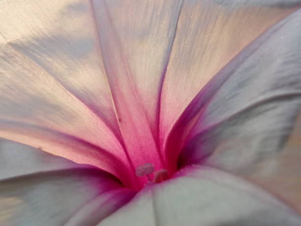 istock Closeup pink color flower texture background 1285709032
