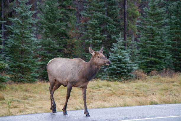 istock Elk crossing the road 1285710497
