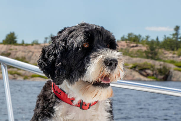 istock portrait of a dog 1285710505