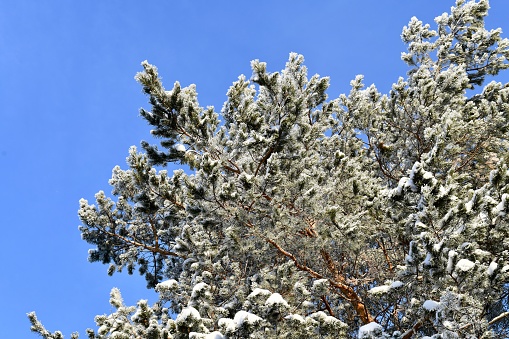 The crown of pine, with branches in the snow against the background of a clear monochrome blue sky.