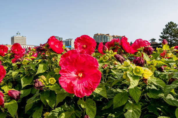 istock pink Hibiscus in front of buildings 1285710670