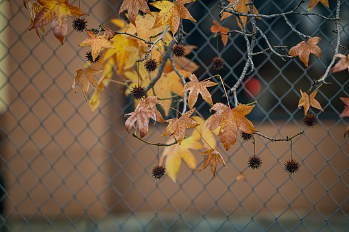 Fall foliage and seeds by a chain link fence