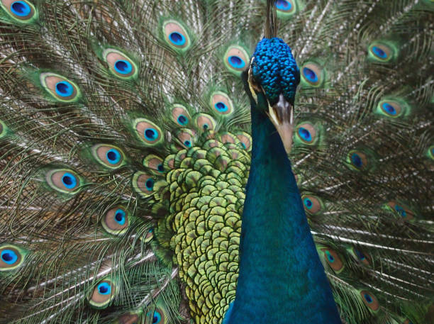 istock Peacock spread close up beautiful colors fashionable 1285711401