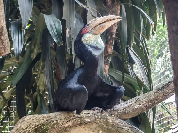 istock Hornbill look up to the sky like praying 1285711505