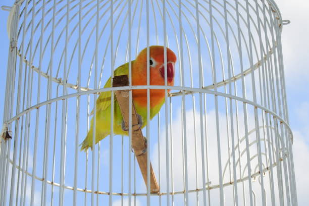 istock lovebird birds in iron trellis cage 1285713176