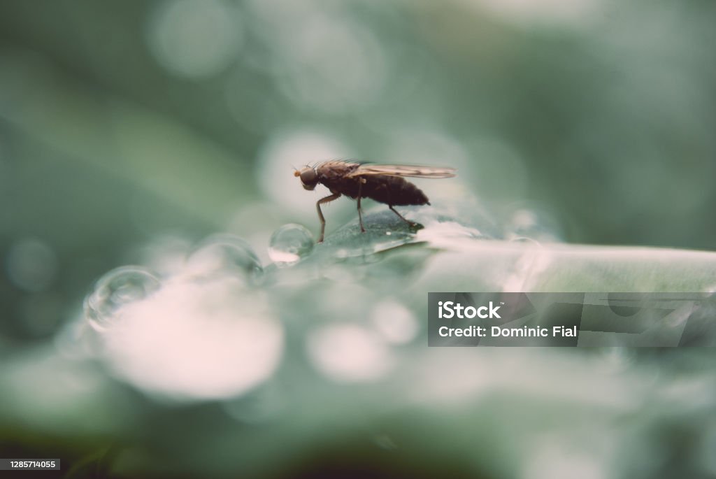 Fly on leaves with water droplets on the go Black Fly Stock Photo