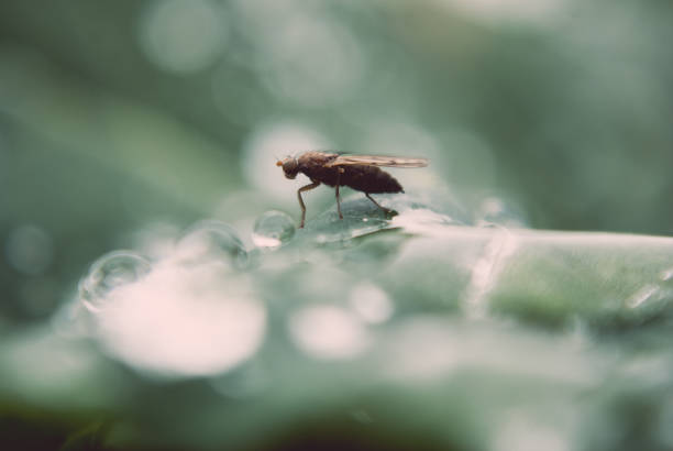 Fly on leaves with water droplets on the go Fly on leaves with water droplets on the go black fly photos stock pictures, royalty-free photos & images