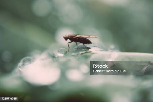 Fly On Leaves With Water Droplets On The Go Stock Photo - Download Image Now - Black Fly, Macrophotography, Small