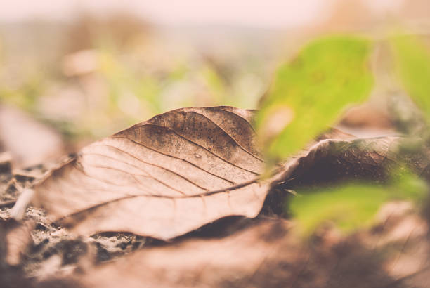 Close up of a brown leaf in nature