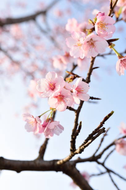 istock Cherry blossom in spring season 1285716991