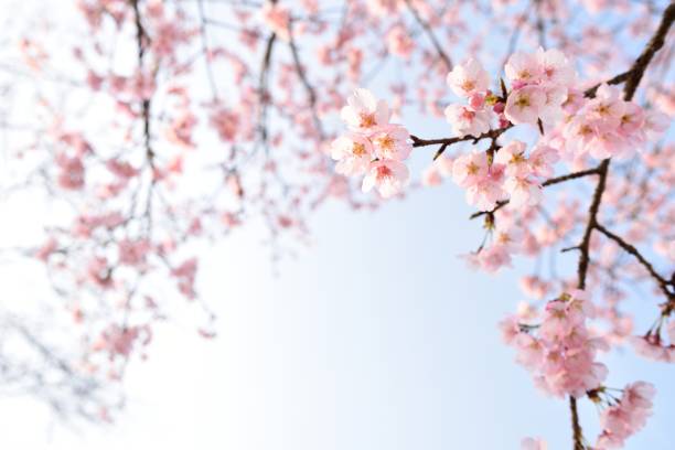 istock Cherry blossom in spring season 1285716994