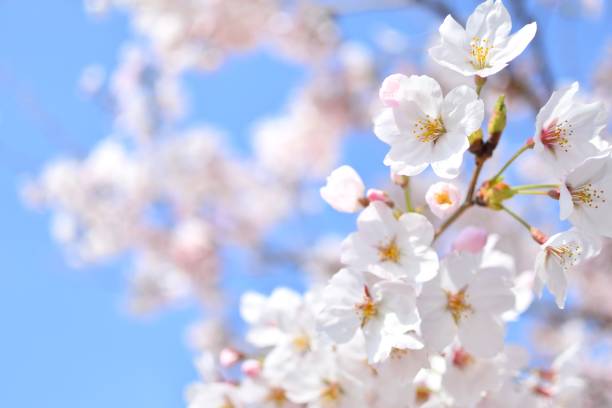 istock Cherry blossom in spring season 1285717053