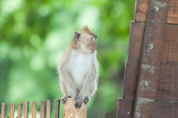 Gray macaques are one of the wild animals that can easily be found in the Baluran National Park area.