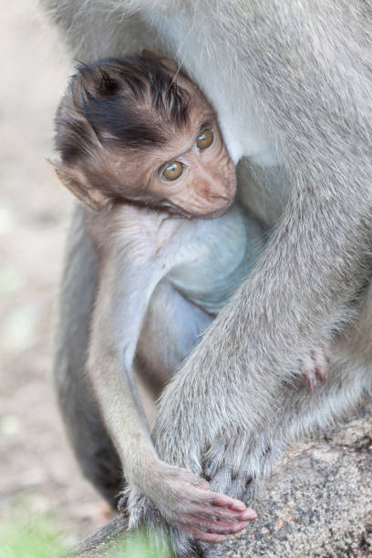 istock Gray Macaque in Baluran National Park 1285718334