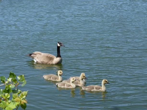 istock Mother & Goslings 1285719119