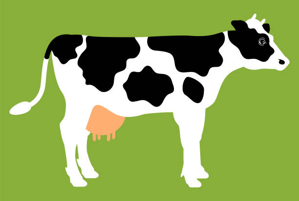 ilustracja całego ciała krowy z czarno-białym wzorem na zielonym tle [na boki] - surowe mleko stock illustrations