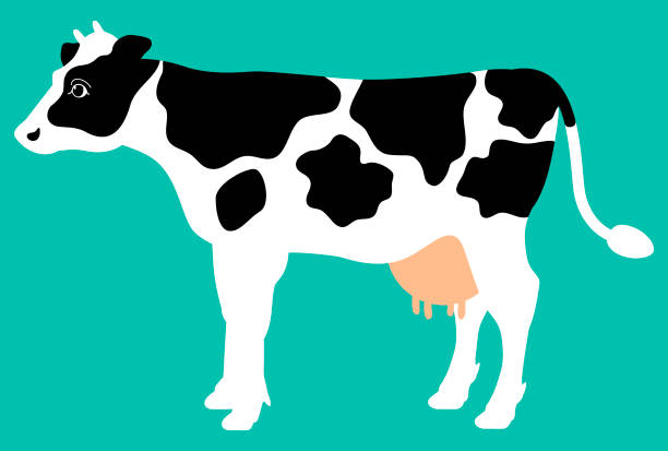 ilustracja całego ciała krowy o czarno-białym wzorze narysowanym na jasnoniebieskim tle [na boki] - surowe mleko stock illustrations