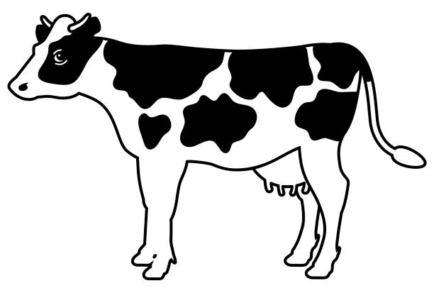 ilustracja całego ciała krowy mlecznej z czarno-białym wzorem [na boki] - surowe mleko stock illustrations