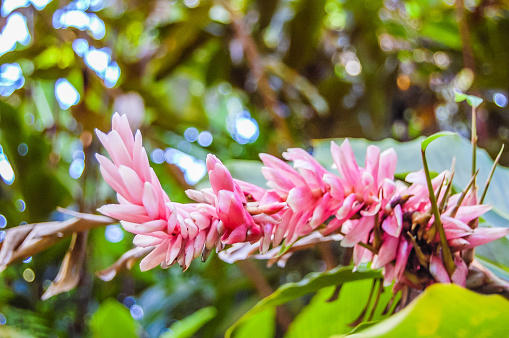 The beauty of Hawaii can be seen in the many flowers that bloom across this tropical climate.