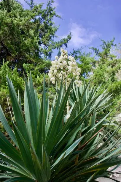 Blooming Yucca plant in the park of the city of Sochi
