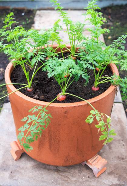 Carrots growing through winter, in a container. stock photo