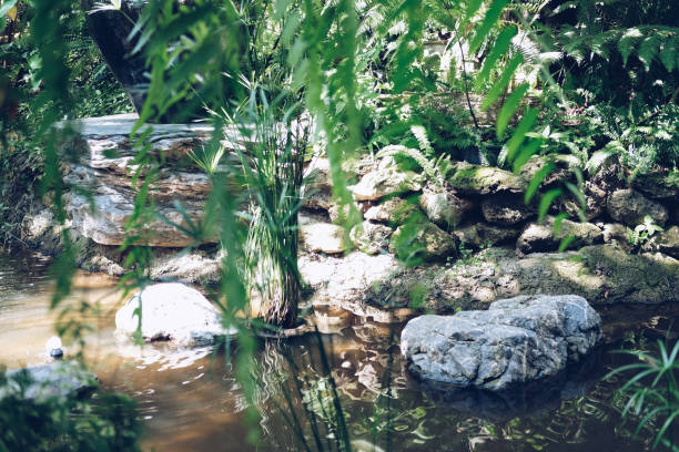 istock pond decorated with rock stone in garden 1285729928