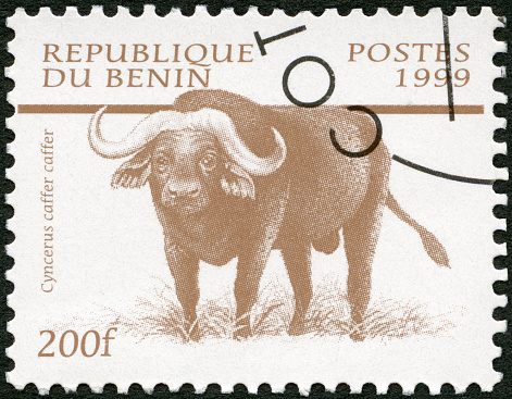 Postage stamp printed in Benin shows Cyncerus caffer, African Wildlife, 1999